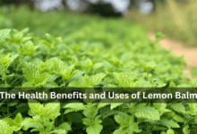 The Health Benefits and Uses of Lemon Balm