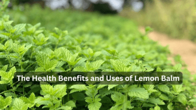 The Health Benefits and Uses of Lemon Balm