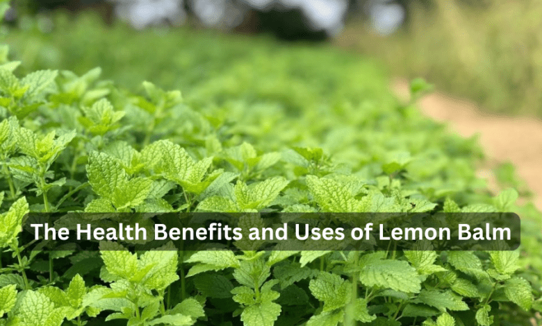 The Health Benefits and Uses of Lemon Balm